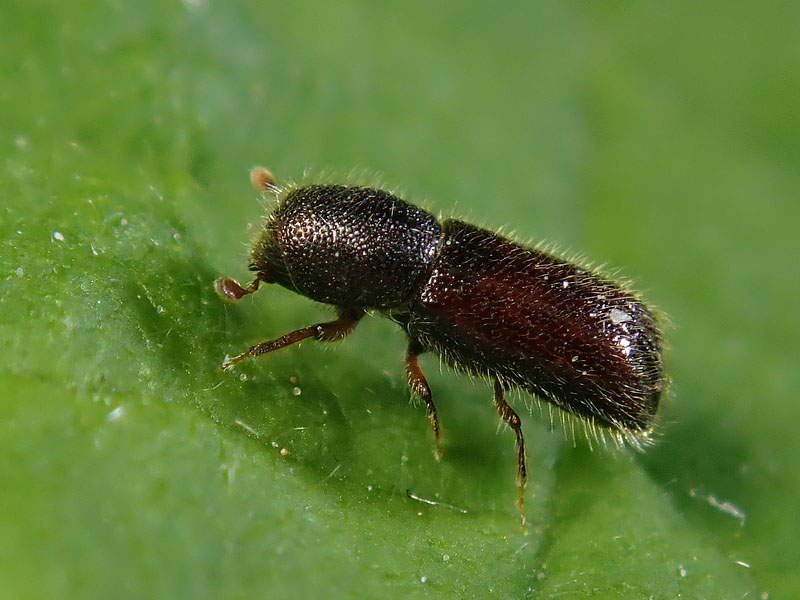 Scolytidae ??